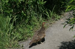 Mama bird, her babies nearby