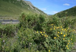 Savage River / Denali National Park