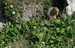 Squirrel at Savage River