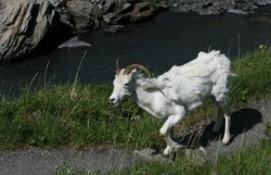 Dall ram at Savage River / Denali National Park