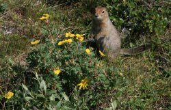 Squirrel at Savage River / Denali National Park