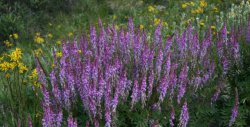 Wildflowers at Savage River / Denali National Park