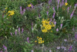 Wildflowers in Denali National Park