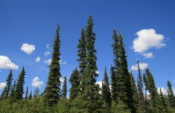 Tall pines in Denali National Park