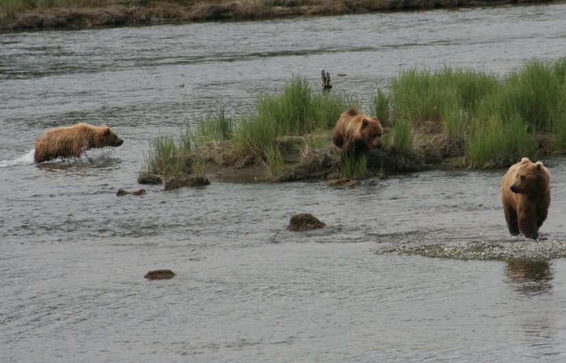 Brown Bears running down Brooks River
