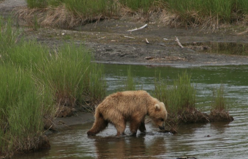 Brown Bears in Brooks River