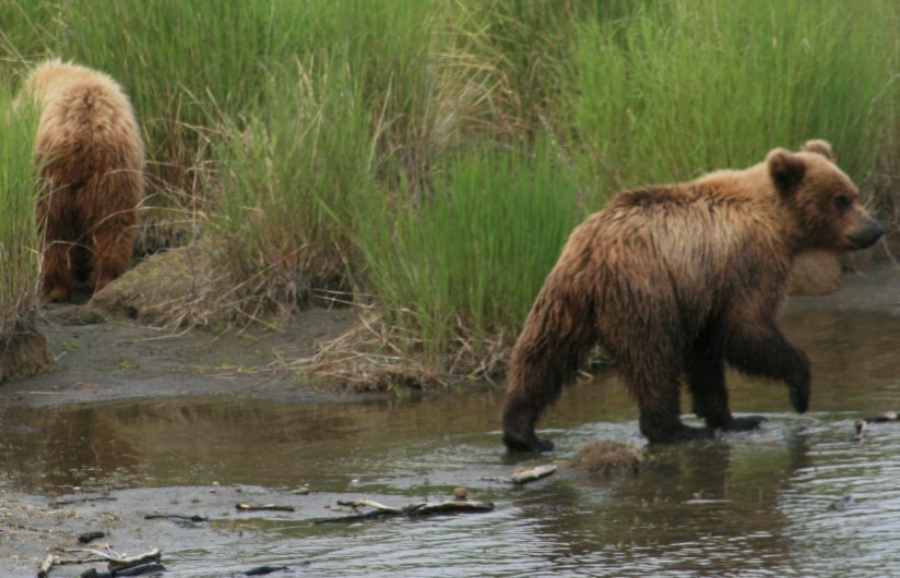 Brown Bears in Brooks River
