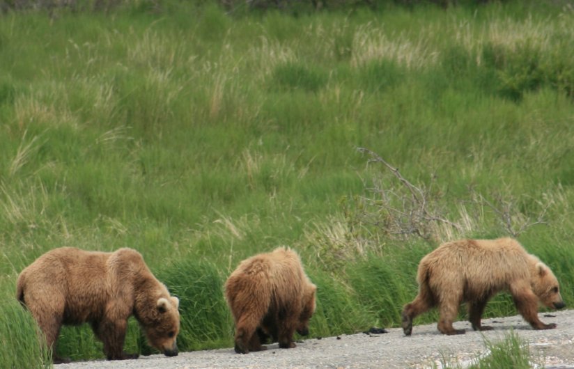 Brown Bears at Katmai National Park