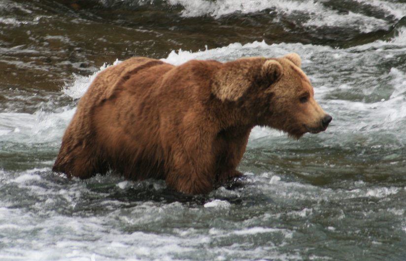 Male Brown Bear in Brooks River