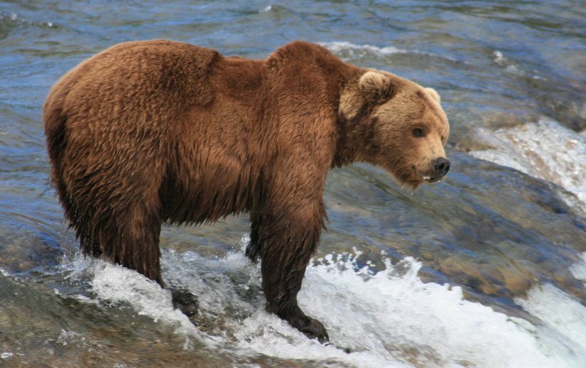 Male bear in Brooks Falls
