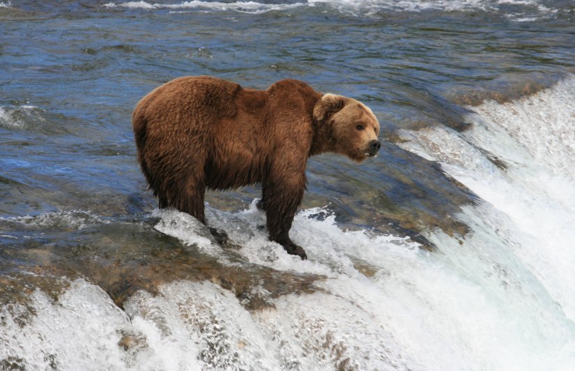 Male bear in Brooks falls