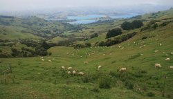 Akaroa Harbour from Hilltop, New Zealand