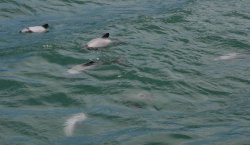 dolphins in Akaroa Harbour