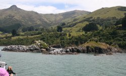 birdlife in Akaroa Harbour