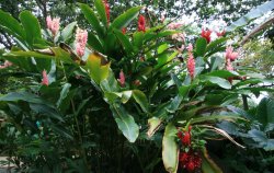 El Yunque Rainforest