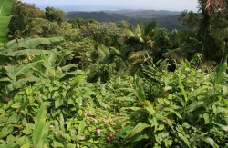 El Yunque Rainforest