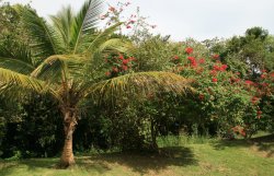 Tropical plants around Mountain Top