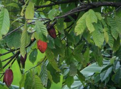 Tropical Fruit