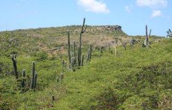 The dry and arid landscape of Bonaire