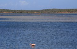 Flamingos in Lake Gotomeer