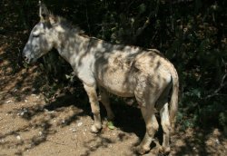 Donkeys roam wild in the interior of the island