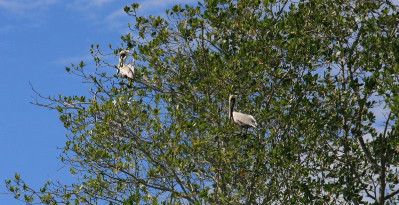 Pelicans in the trees along the mangroves of Costa Rica