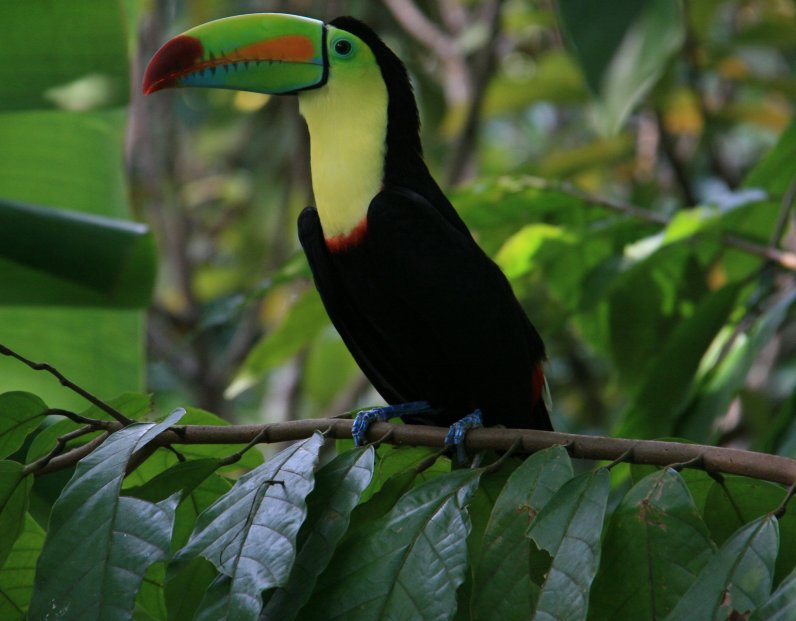 Tucan at the Scarlet Macaw Sanctuary in Costa Rica