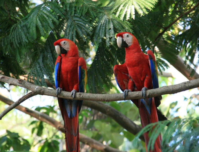 Scarlet Macaws at the Scarlet Macaw Sanctuary in Costa Rica