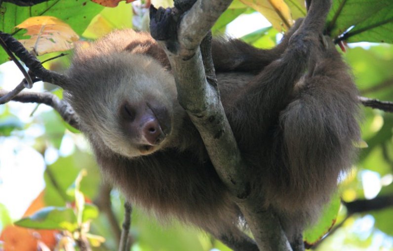 Sloth at the Scarlet Macaw Sanctuary in Costa Rica