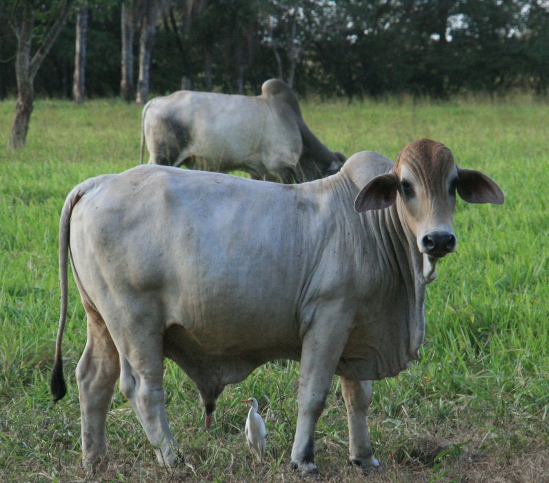 Cow in the countryside of Costa Rica