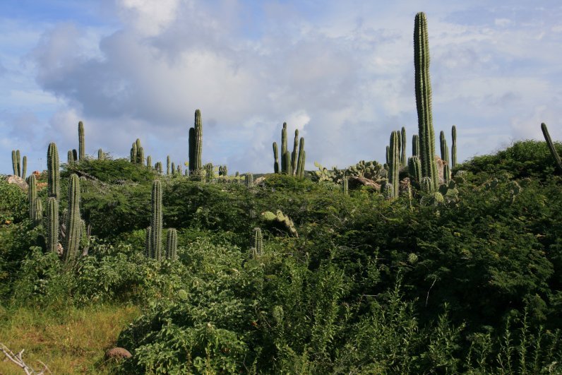 A landscape filled with Cacti in Aruba