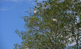 Pelicans in the trees along the mangroves of Costa Rica