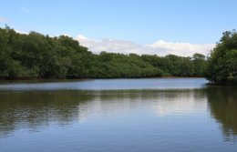 The mangroves of Costa Rica