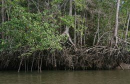 The mangroves of Costa Rica