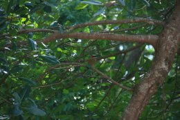 Bird in the tree at the Scarlet Macaw Sanctuary in Costa Rica