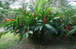 Ginger growing at the Scarlet Macaw Sanctuary in Costa Rica