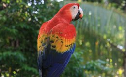 Scarlet Macaw at the Scarlet Macaw Sanctuary in Costa Rica