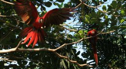 Scarlet Macaws at the Scarlet Macaw Sanctuary in Costa Rica