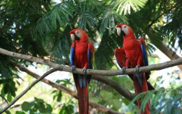 Scarlet Macaws at the Scarlet Macaw Sanctuary in Costa Rica