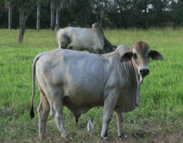 Cow in the countryside of Costa Rica