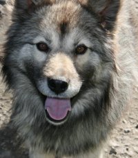 Man's best friend at dog kennel