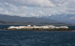 Imperial cormorants on the small islands of the Beagle Channel