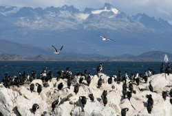 Imperial cormorants on the small islands of the Beagle Channel