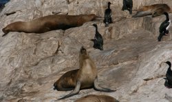 Imperial cormorants and sea lions on the small islands of the Beagle Channel