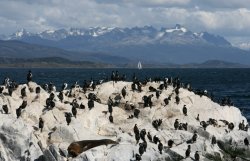 Imperial cormorants on the small islands of the Beagle Channel