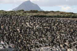 Imperial cormorants on the small islands of the Beagle Channel