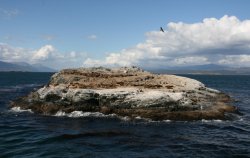 Imperial cormorants on the small islands of the Beagle Channel